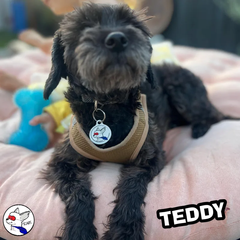 Teddy thumbnail 4