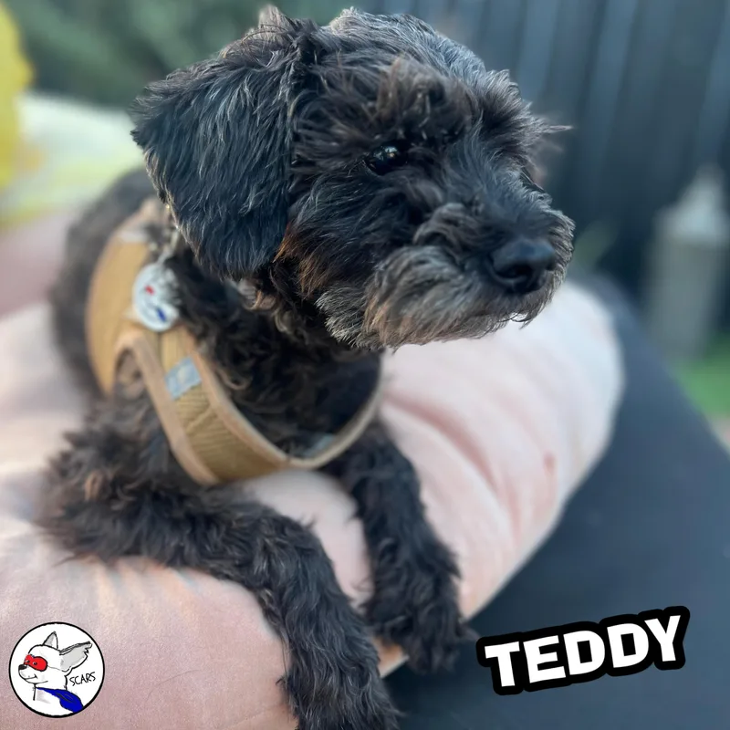 Teddy thumbnail 5