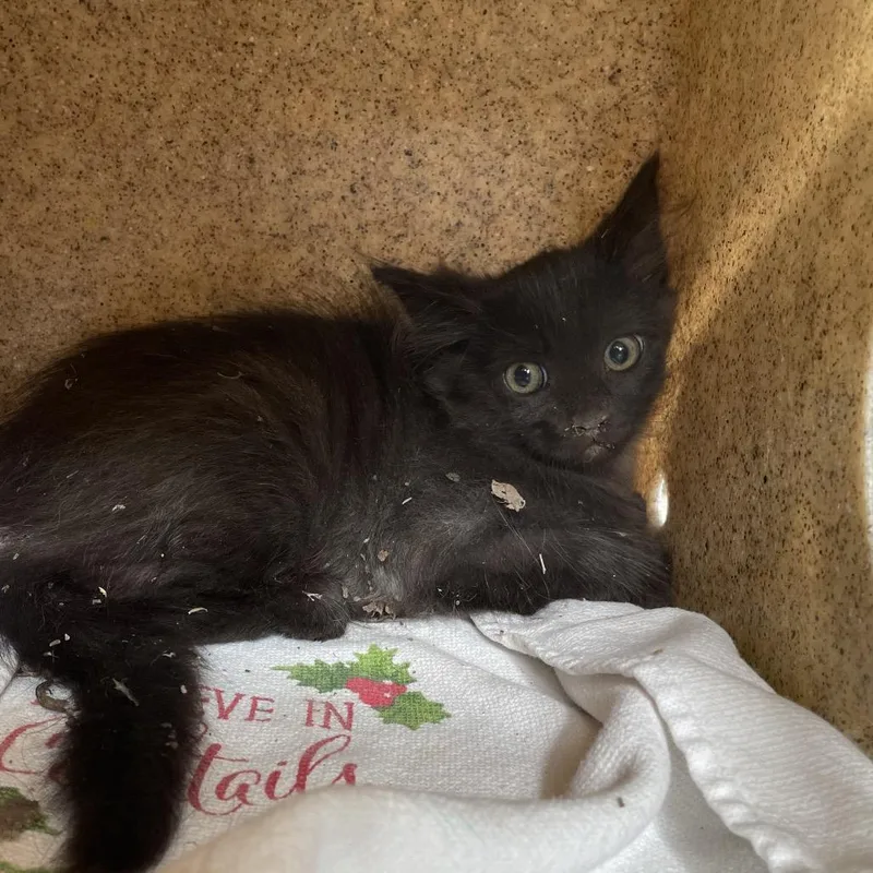 A baby small-sized female Black Domestic Medium Hair cat named Thistle for adoption in Pasadena, CA