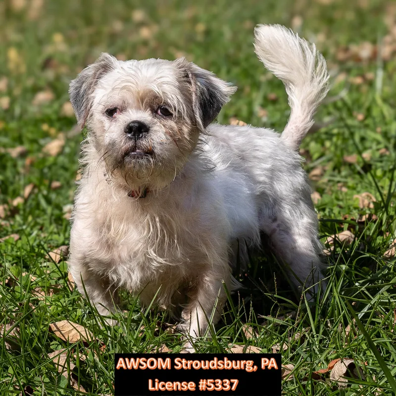 An adult small-sized female Shih Tzu dog named Elouise for adoption in Stroudsburg, PA