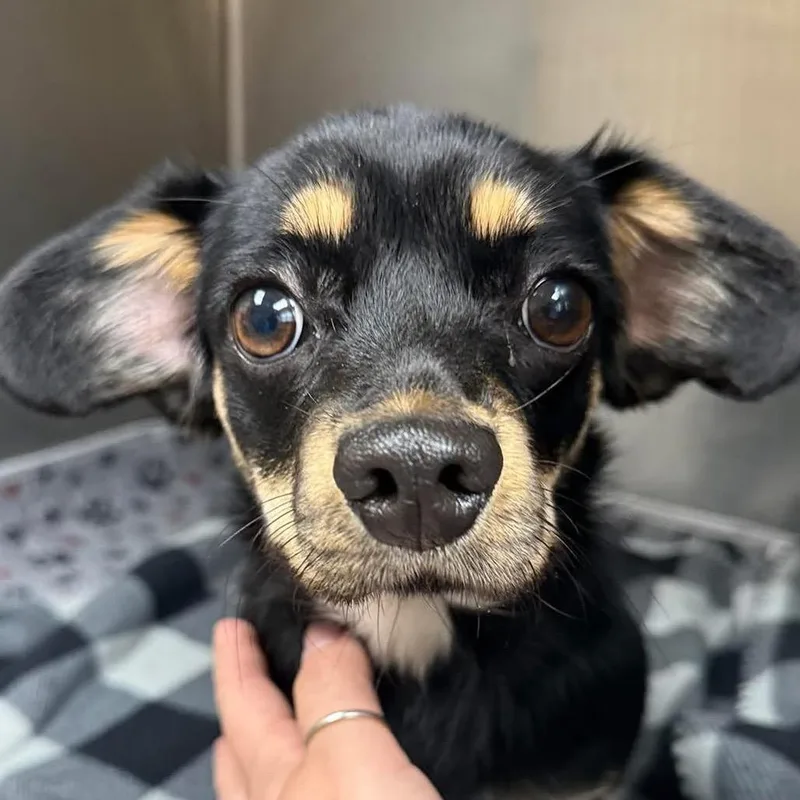 An adult small-sized female Black Chihuahua dog named CT Tadpole  lbs for adoption in Eastford, CT