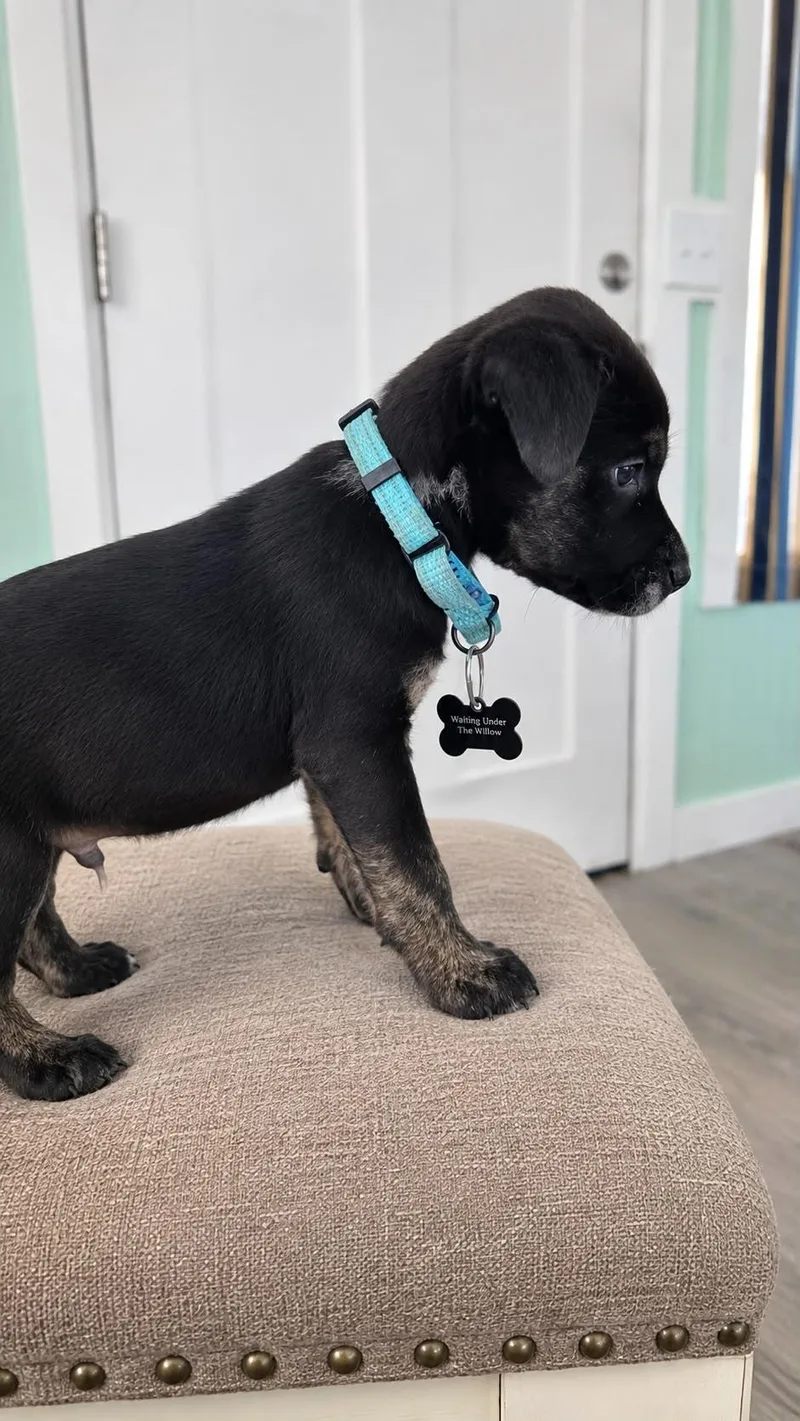 Aspen