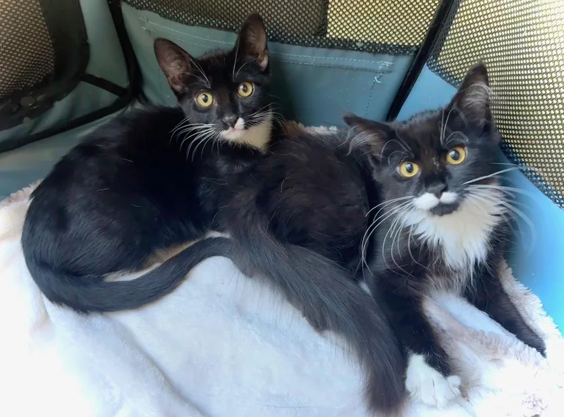 A young medium-sized female Black & White / Tuxedo Tuxedo cat named Teacup & Shimmy for adoption in San Luis Obispo, CA