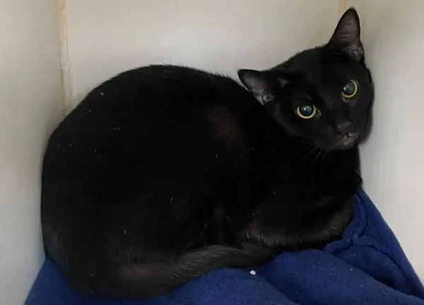 A young medium-sized female Domestic Short Hair cat named Whitestone for adoption in Staten Island, NY