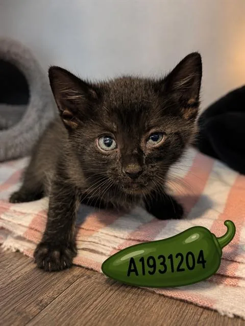 A baby small-sized female Domestic Short Hair cat named Jalapeno for adoption in Riverside, CA