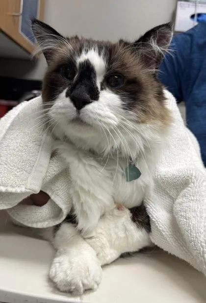 A senior small-sized male Domestic Long Hair cat named Elron for adoption in Missoula, MT