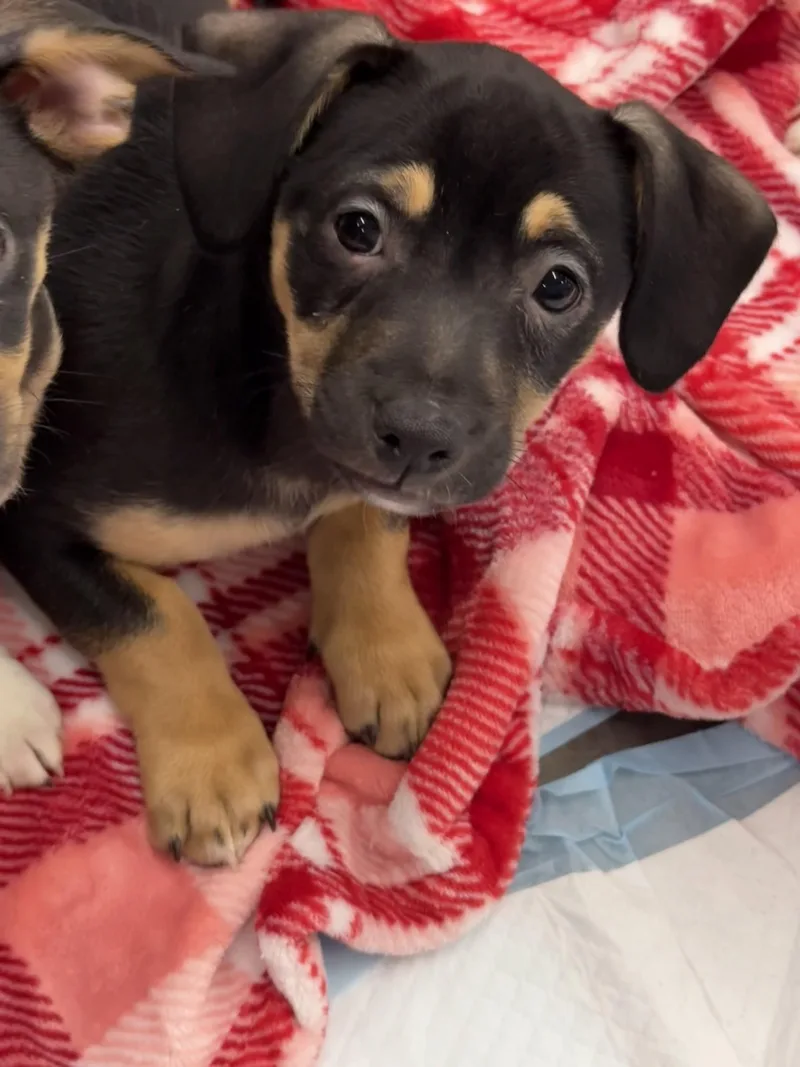 Bruno Tonioli thumbnail 5