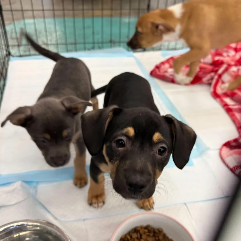 Bruno Tonioli thumbnail 6