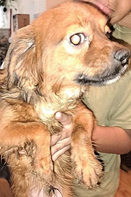 A young small-sized male Chihuahua dog named Flyer for adoption in San Antonio, TX