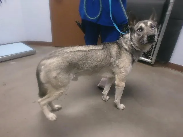 An adult large-sized male Husky dog named Max for adoption in Phoenix, AZ