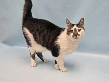 An adult small-sized female Domestic Short Hair cat named Fluffy for adoption in Coon Rapids, MN
