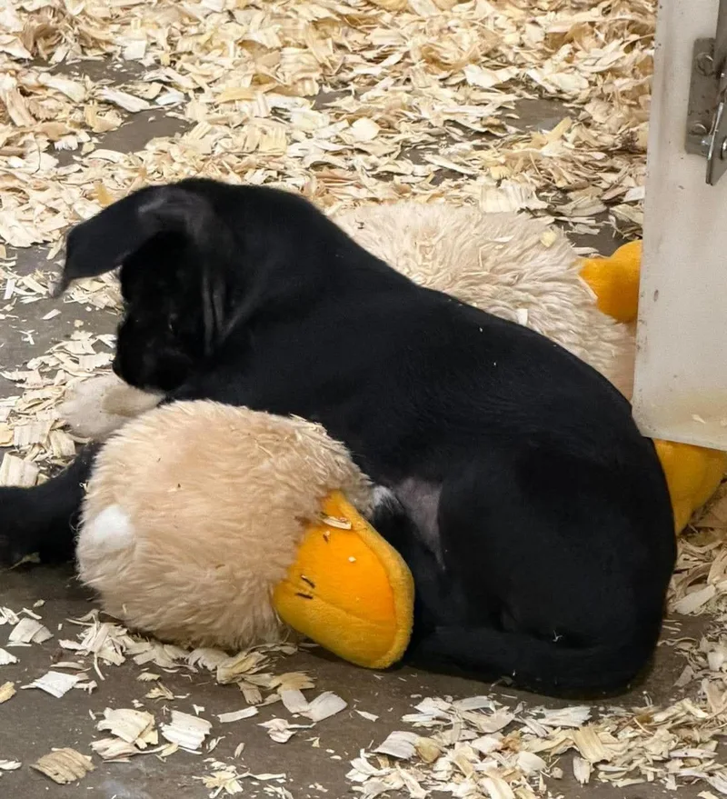 A baby small-sized male Black Dachshund dog named Otto for adoption in Wheelersburg, OH