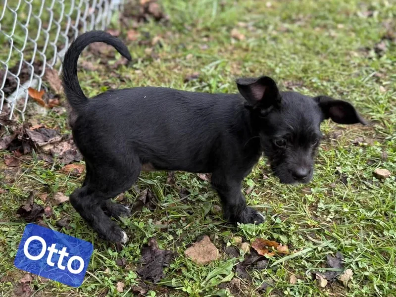 Otto thumbnail 2