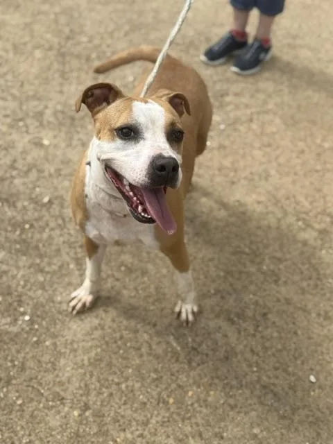 An adult medium-sized female Boxer dog named Shirley for adoption in Holly Springs, MS