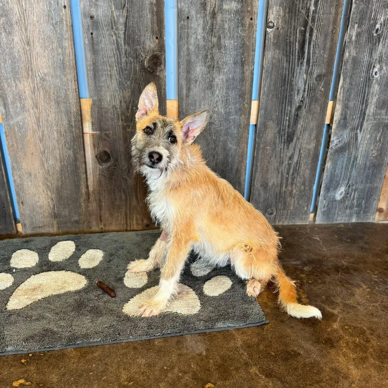 Theodore   $ thumbnail 2