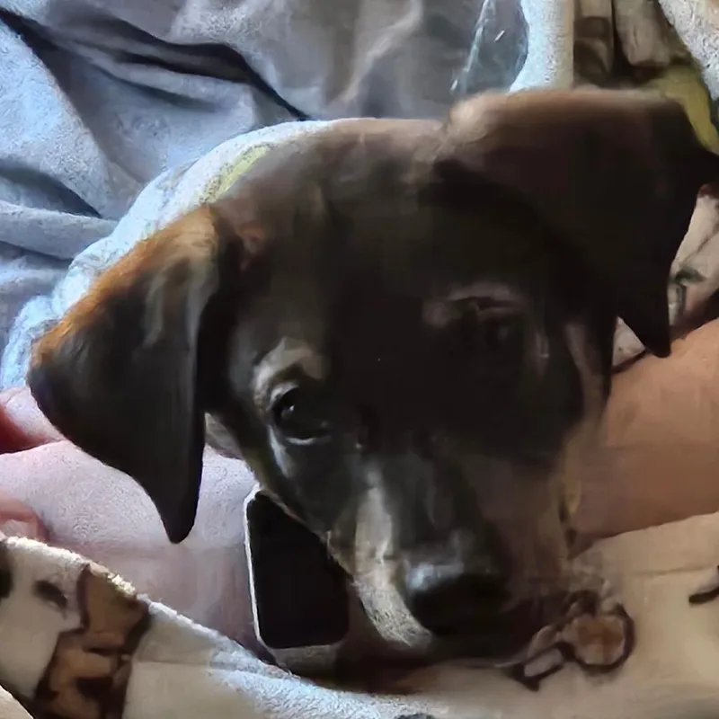 A baby small-sized female Brown / Chocolate Terrier dog named Luzerne for adoption in Wake Forest, NC