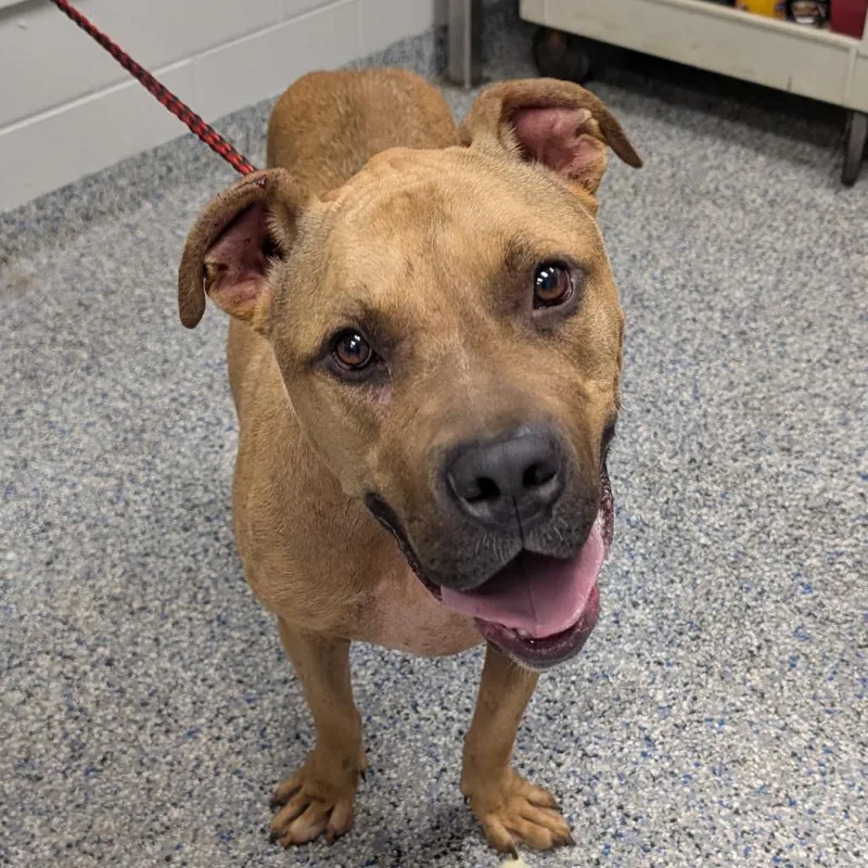 A senior large-sized male Yellow / Tan / Blond / Fawn Bullmastiff dog named Worf for adoption in Greenville, SC