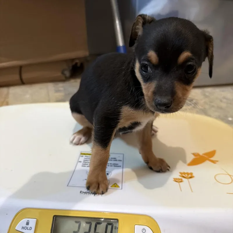 A baby small-sized male Chihuahua dog named Kenickie for adoption in Montgomery, TX