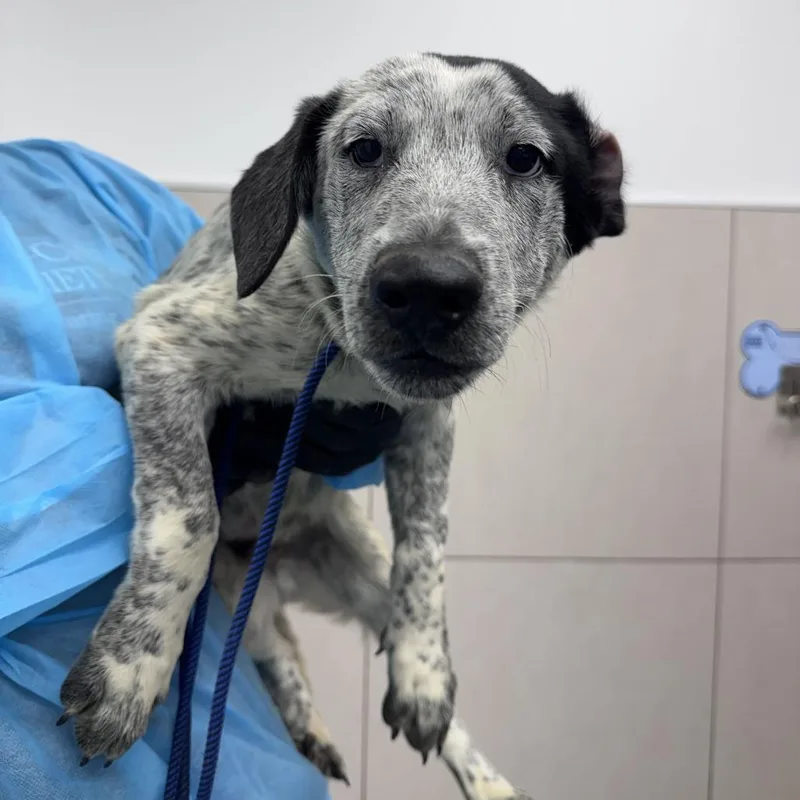 A baby medium-sized male Black Mixed Breed dog named Hermes for adoption in Matteson, IL