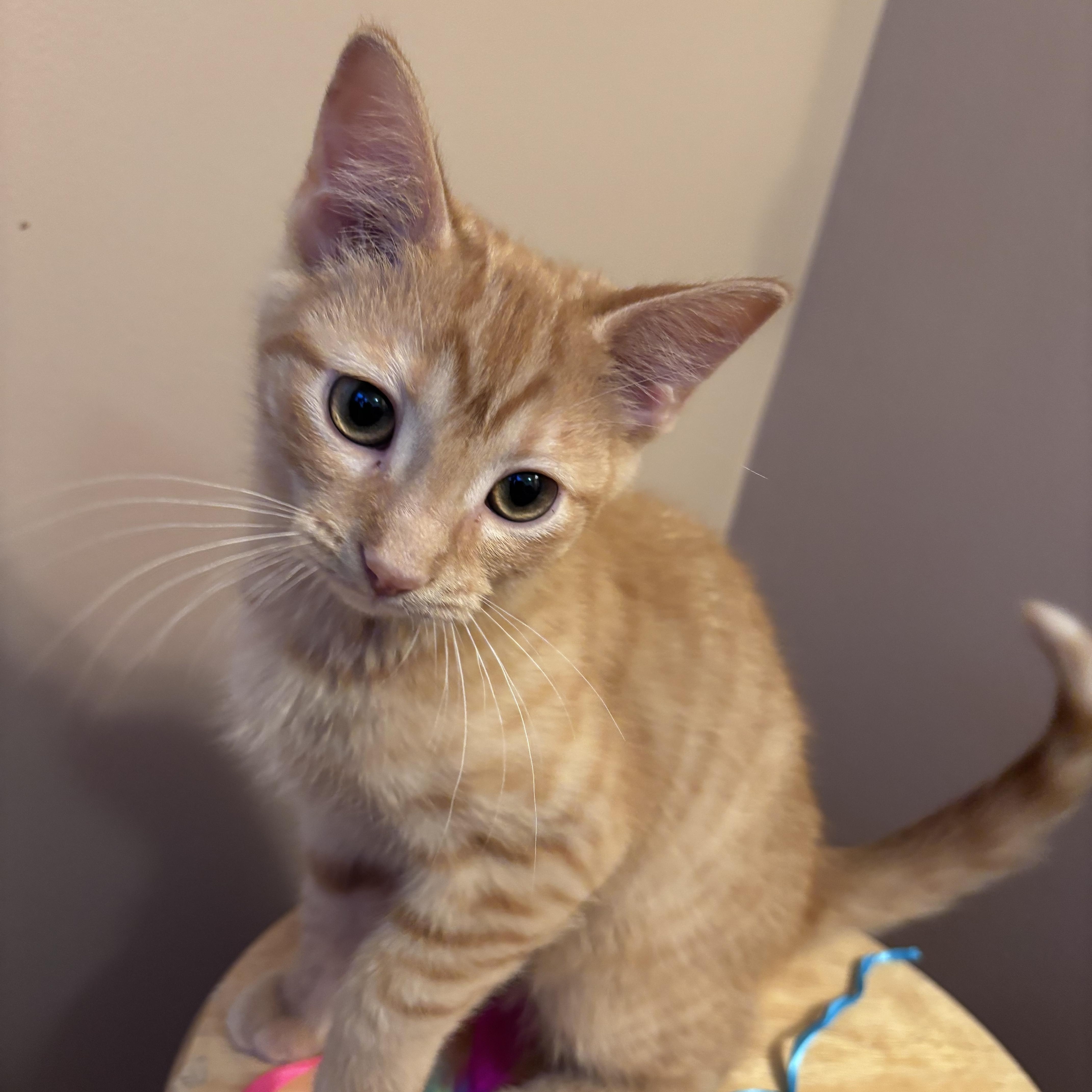 A baby small-sized male Tabby (Orange / Red) Domestic Short Hair cat named Archie  Best Friends for adoption in West Jefferson, OH