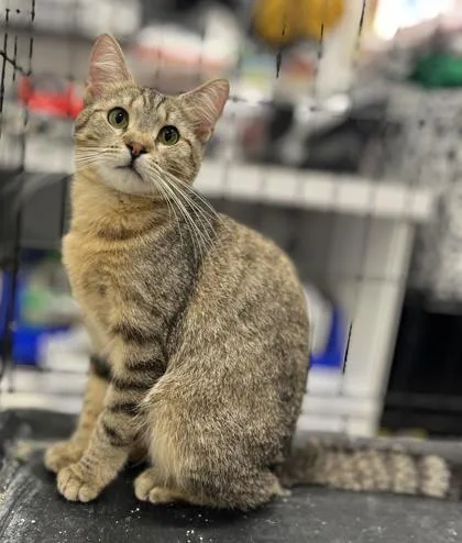 An adult medium-sized female Domestic Short Hair cat named Mango for adoption in Humboldt, IA