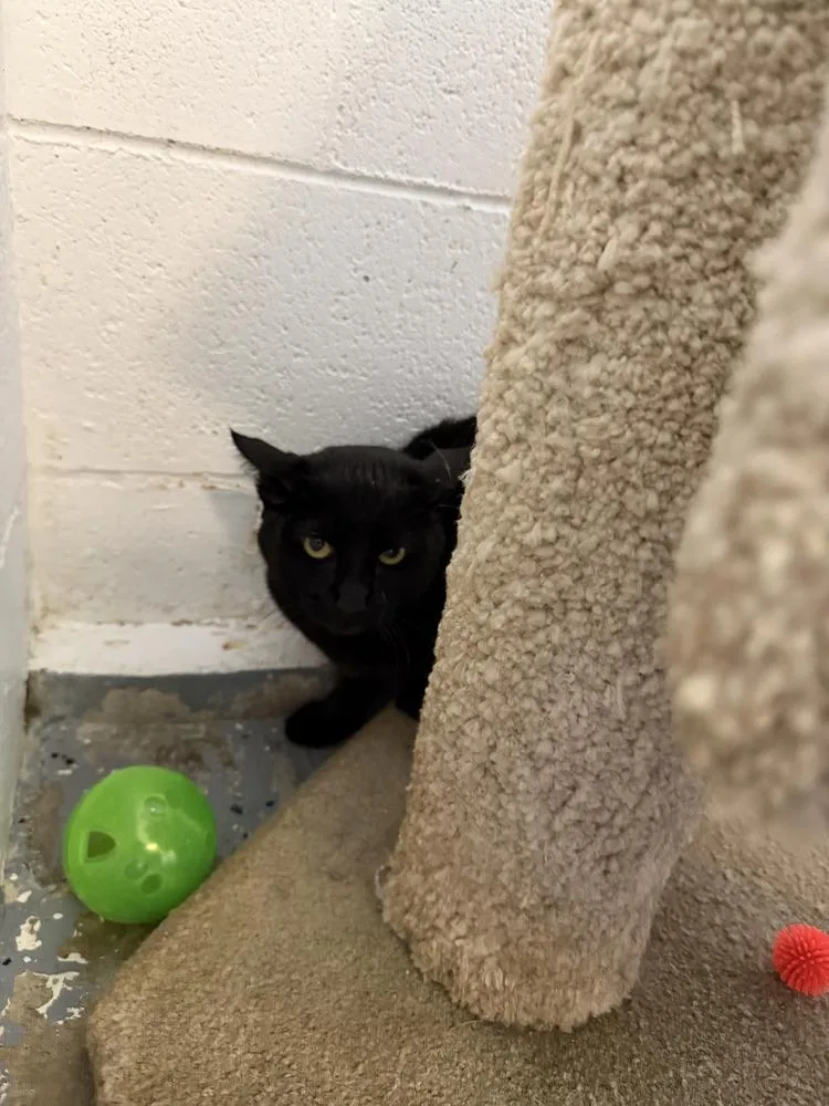 An adult medium-sized male Black Domestic Short Hair cat named Beni for adoption in Ontario, CA