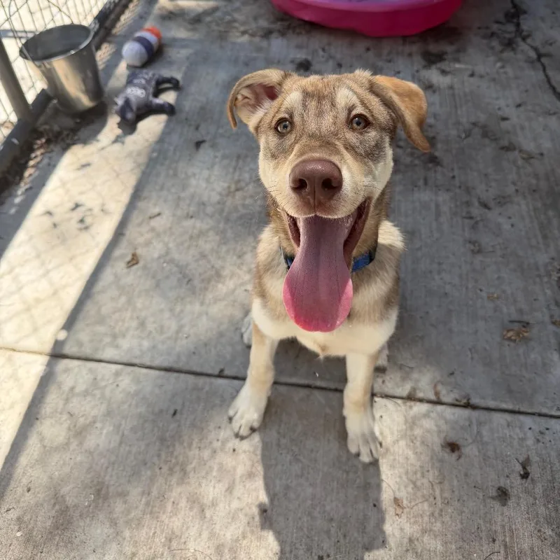 A young medium-sized male Brown / Chocolate Siberian Husky dog named Taz for adoption in Hanna City, IL