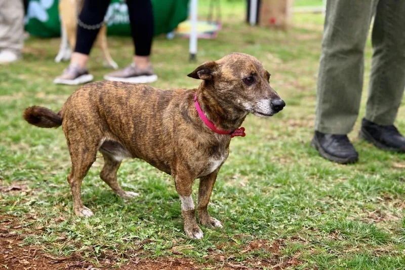A senior medium-sized male Terrier dog named Lucky Piandetosi  Local for adoption in Princeton, MA