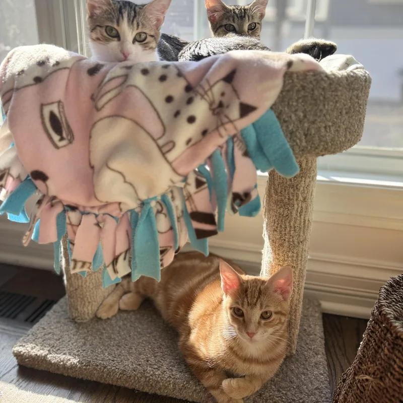 A baby medium-sized male Orange / Red Domestic Short Hair cat named Biscuit for adoption in Plainfield, IL
