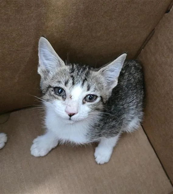 A baby medium-sized male Domestic Short Hair cat named Cannoli for adoption in Dallas, TX