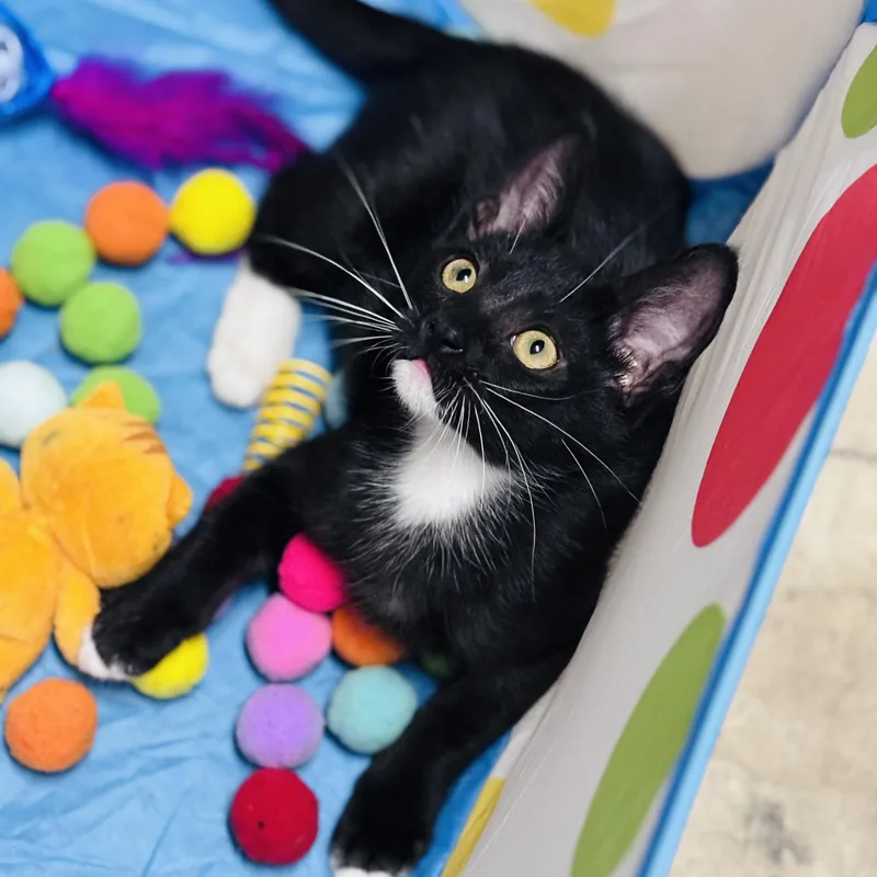 A baby medium-sized female Black Domestic Short Hair cat named Rocket for adoption in Houston, TX