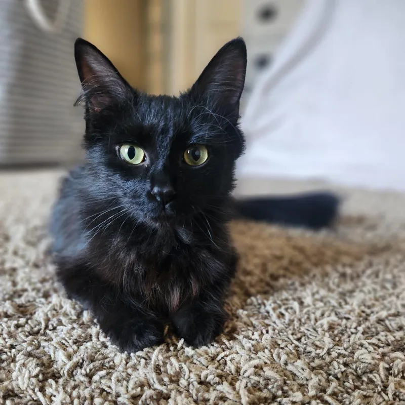 A young medium-sized female Black Domestic Medium Hair cat named Espresso for adoption in Grand Rapids, MI
