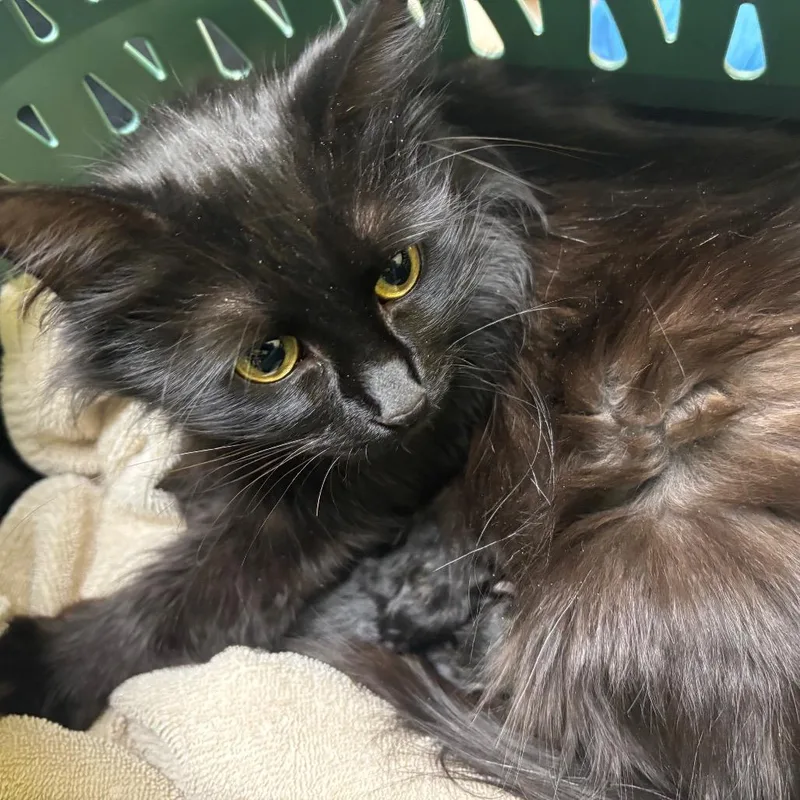 Espresso thumbnail 2