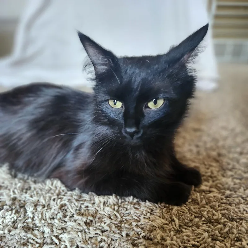 Espresso thumbnail 3