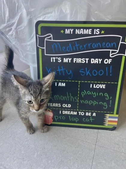 A young small-sized male Domestic Short Hair cat named Mediterranean for adoption in Columbus, IN