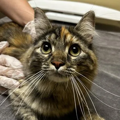 An adult medium-sized female Domestic Long Hair cat named Erica for adoption in Merriam, KS