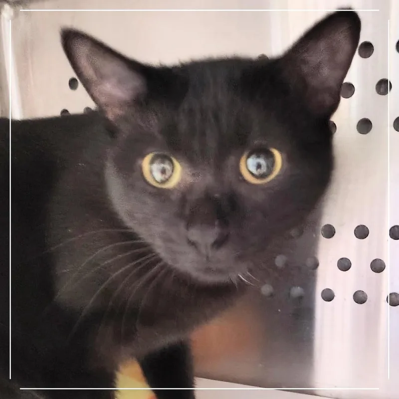A young medium-sized female Black Domestic Short Hair cat named Fiona for adoption in Dearborn, MI