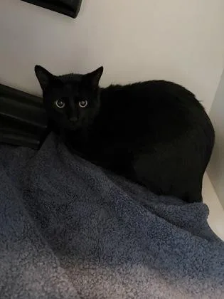 An adult large-sized male Domestic Short Hair cat named Jim Bob for adoption in Gastonia, NC
