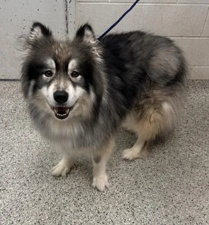 An adult large-sized female Black Alaskan Malamute dog named Quinn for adoption in Kansas City, MO