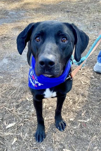 Jackson Galaxy thumbnail 3