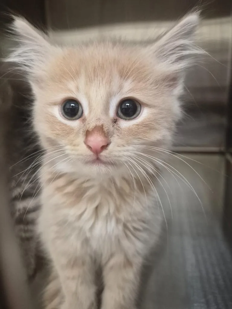 A baby medium-sized male Domestic Short Hair cat named Churro for adoption in Christiansburg, VA