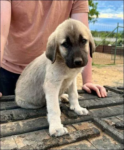 A baby extra large-sized female Great Pyrenees dog named Curley for adoption in Houston, TX
