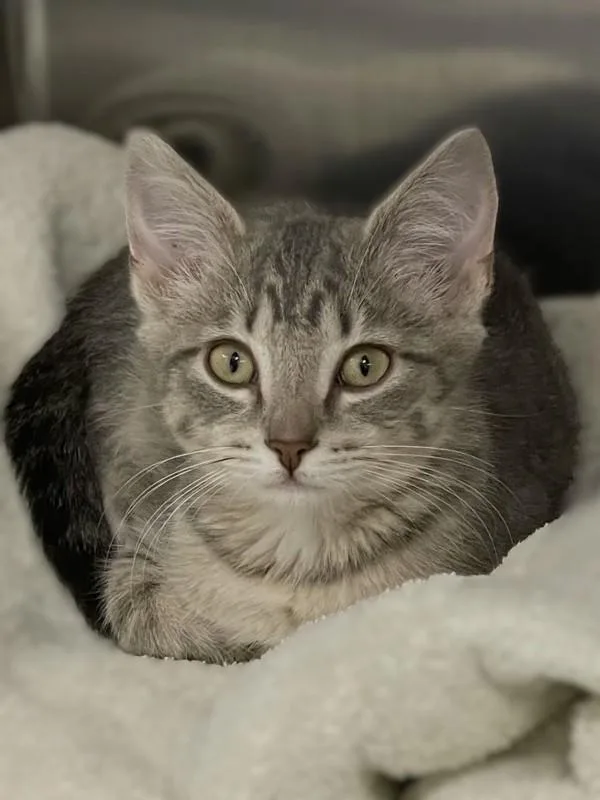A baby small-sized female Domestic Short Hair cat named Jasper for adoption in Roanoke, VA