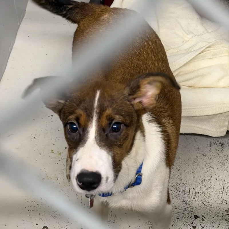 A baby small-sized male Australian Shepherd dog named Casper for adoption in Delaware, OH