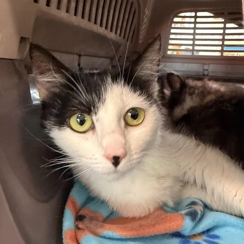 An adult small-sized female Black Domestic Short Hair cat named Quartz for adoption in Spanish Fork, UT