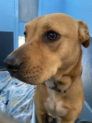 An adult medium-sized female Pit Bull Terrier dog named Lizzy for adoption in Daytona Beach, FL