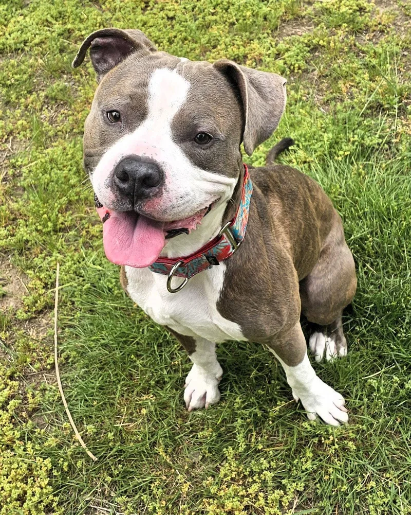A young medium-sized male Pit Bull Terrier dog named Popeye for adoption in Framingham, MA