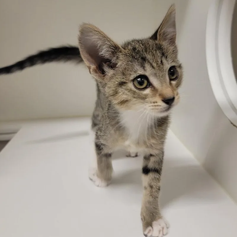 A baby small-sized female Brown / Chocolate Domestic Short Hair cat named Biscuit Maker for adoption in Phoenix, AZ