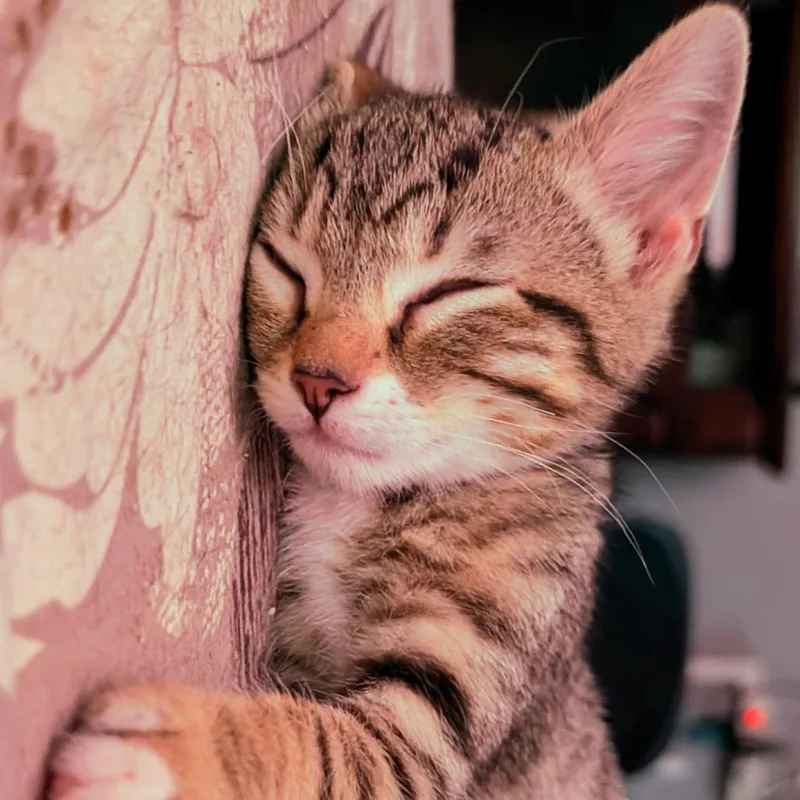 A baby small-sized male Brown / Chocolate Domestic Short Hair cat named Grover for adoption in Reisterstown, MD