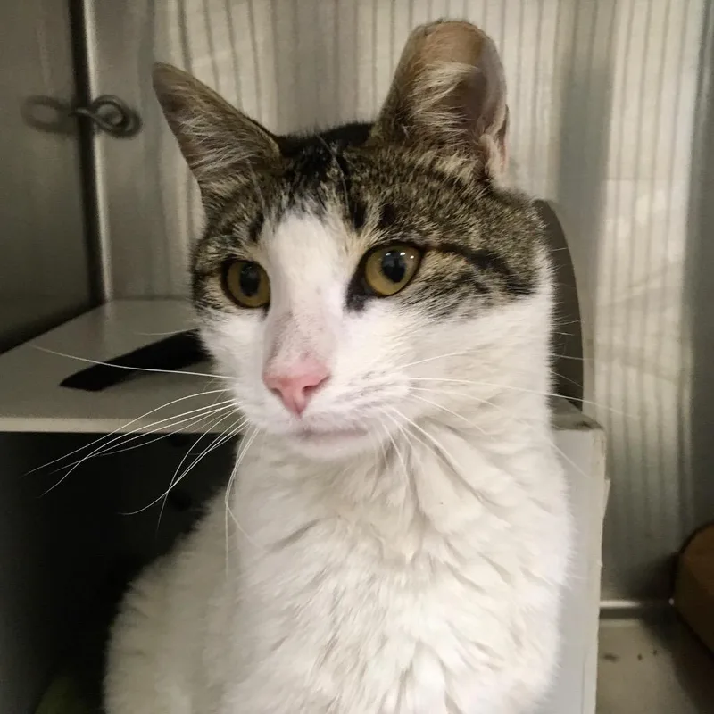A young medium-sized male Domestic Short Hair cat named S Cat for adoption in Heber City, UT